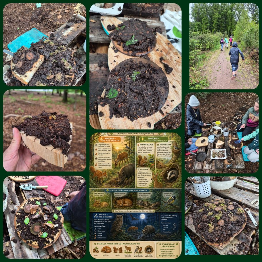 Was machen die Tiere den ganzen Tag im Wald? Waldentdecker